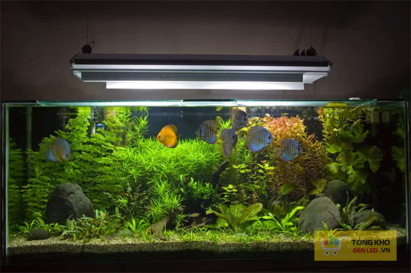 Cách lựa chọn đèn trang trí bể cá nước mặn